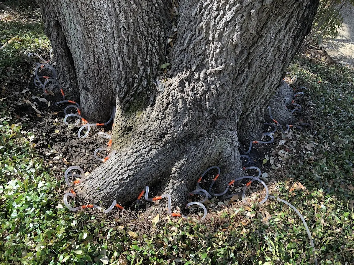 Detailed Tree Cabling and Bracing job site in Tumbling Shoals